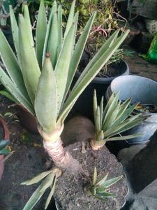 Matured Agave Plant with 3 shoots