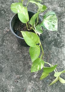 Manjula And Neon Pothos Fully Rooted Plant