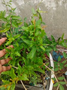 Pomegranate Live Plant Red Fruit