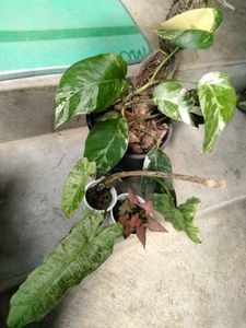 assorted beautiful plants Combo Offer