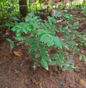 Curry Leaf Plant (two plants)