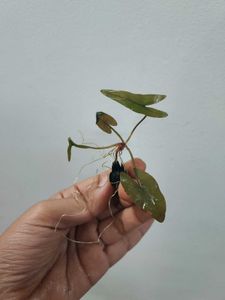 Live Waterlily Bulbs With Roots and Leaves