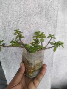 2 Plant Combo