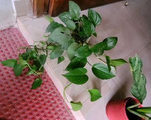 Set 2 Money &amp; Plants