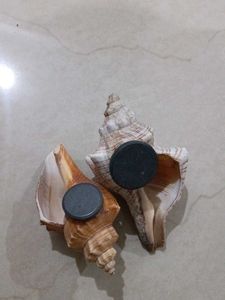 Shell Magnets