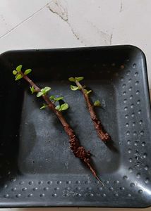 2 Jade cuttings (one with roots)
