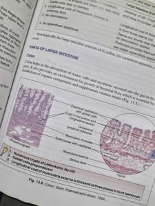 Textbook Of Human Histology + Color Atlas !!🌟
