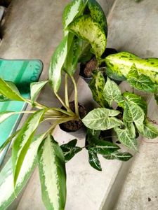 Indoor Plants Combo Offer