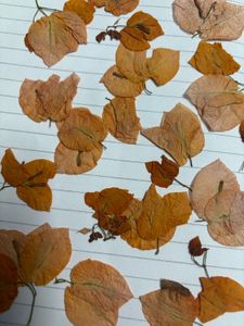 dry flower orange