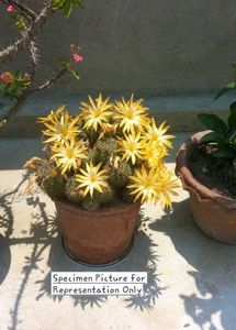 Fishhook Cactus (Yellow Bloom) FerocactusWislizeni