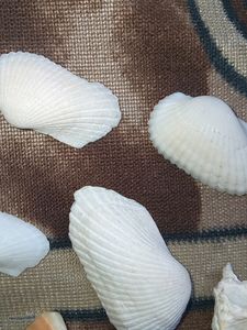 Shells (24pcs)