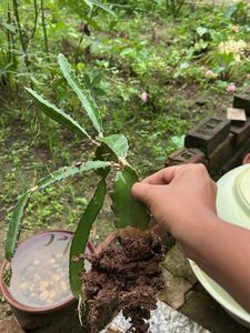 Dragon Fruit 🐡 Plant Healthy Roots