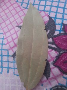 Orchid Leaves For Hair Mask
