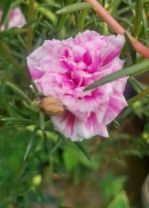 Miss 9 AM  , Portulaca, Purslene