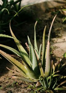Alovera Baby Plant