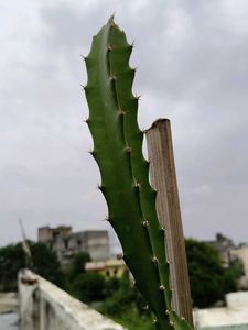 Pink Dragon Fruit Plant