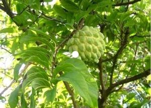 Sitafal / Sharifa Fruit Plants
