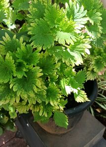 Natural Plants For Sale .