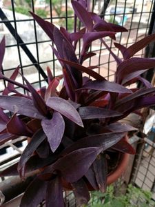 PurpleHeart 4-5 Real With Root
