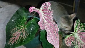 Caladium Plant