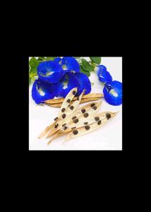 Seeds