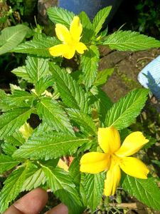3 Turnera Ulmifolia (also known as Yellow Alder)