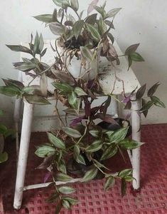 Set 2 Money &amp;Zabronics Plants