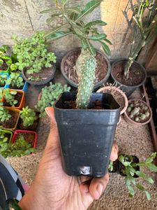 Jumping Cholla Cactus