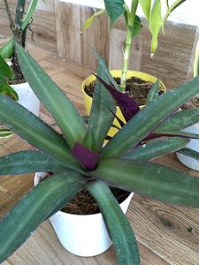 Live Plant In Sale Price With Pot