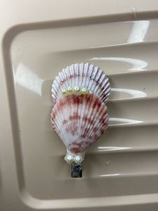 Seashell Clips