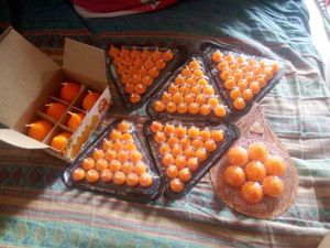 Special Candle Modak- Three Boxes