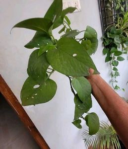 Set 2  Money Plant &amp; Mose In The Cardle Plan