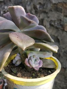 Graptoveria Purple Delight