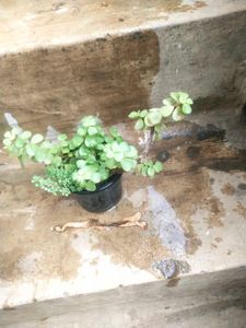 Combo Of 2 Plant Lucky Jade Or Bird Next Snake