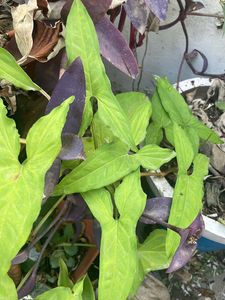 Purple Turle + Singonium Plant Cutting With Routes