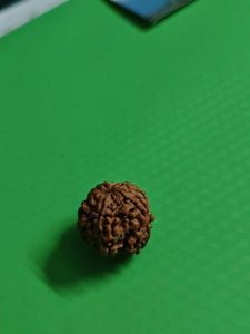 5 Mukhi Original Nepali Rudraksha+FREE Photo