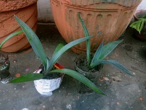 Agave Plant