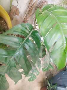 Permanent Showing Plant With Root