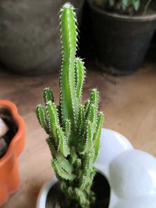 Combo plants for @sshopee