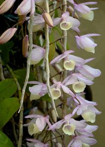 Orchid Dendrobium Apphylum