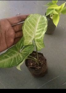 Monsoon Dhamaka Offer Combo 5 Indoor Live Plant