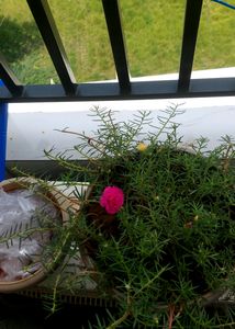Everyday Flowering With Pot