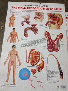 The Child Birth Chart 24