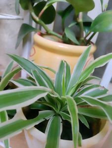 Spider Plant With Roots- 2 Qty