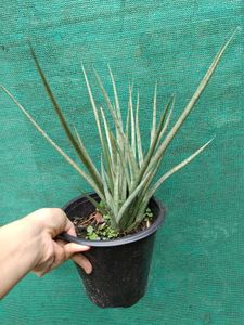 Sansevieria Plant