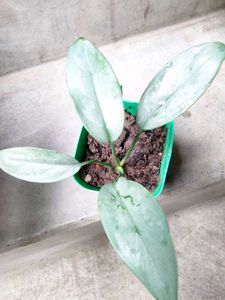 Indoor N Lucky Plants