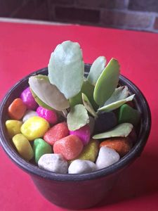 Adorable Potted Succulent with Colorful Stones
