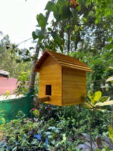 Birds Cage