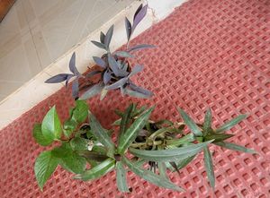 3 set evergreen Plants🪴