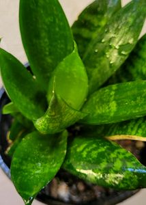 🪴 Snake Plant &amp; pot 🌴